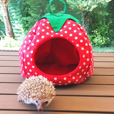 Törpesün bújó EPER
