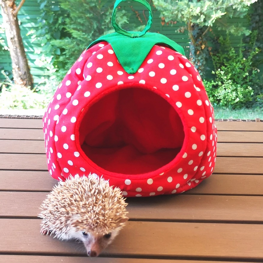 Törpesün bújó EPER